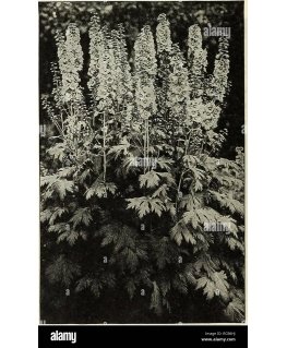 Olympia Star turquoise