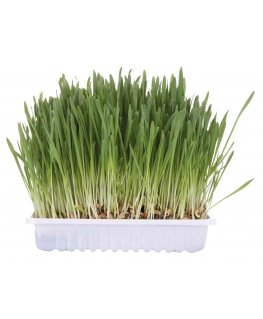 TRIXIE 4235 šuns arba katės gardėsis Katė 100 g