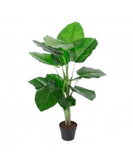 Zaļš augs POTHOS, H90cm