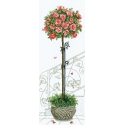 Beldizart Rose tree SANR-17