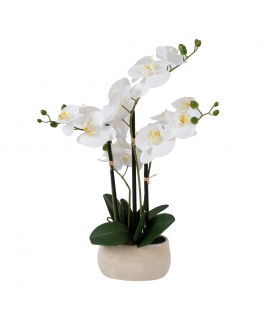 Balta orhideja ar 4 zariem IN GARDEN, H55cm, pelēks pods