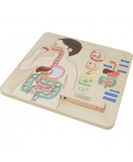 MASTERKIDZ educational board, digestive system