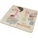 MASTERKIDZ educational board, digestive system