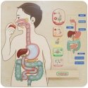 MASTERKIDZ educational board, digestive system