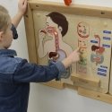 MASTERKIDZ educational board, digestive system