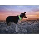 Anicoll LED Collar for Dogs and Cats Green